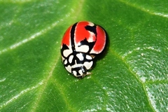 Cheilomenes bidentata
