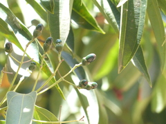 Cinnamomum