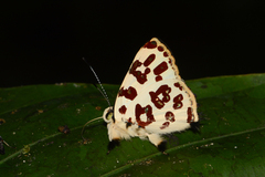 Anteros bracteata