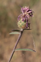 Centaurea napifolia image