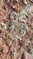 Riccia trichocarpa