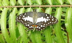 Papilio demoleus malayanus