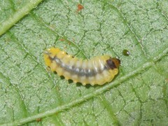 Uroplata fulvopustulata