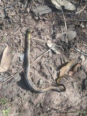 Erythrolamprus melanotus