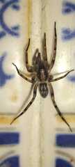 Liocranum
