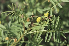 Hippocrepis areolata