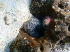 Holothuria edulis