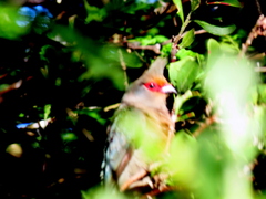 Urocolius indicus indicus