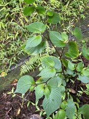 Rhynchoglossum