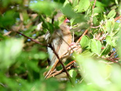 Urocolius indicus indicus