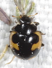Ceratomegilla alpina