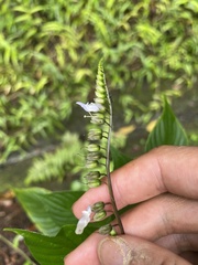 Rhynchoglossum