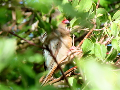 Urocolius indicus indicus