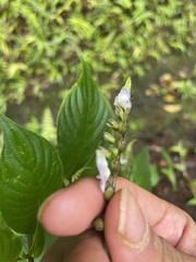 Rhynchoglossum