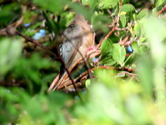 Urocolius indicus indicus