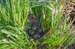 Gallinago gallinago