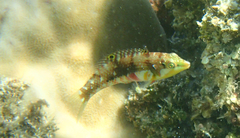 Halichoeres nebulosus