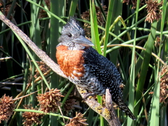 Megaceryle maxima maxima