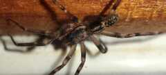 Liocranum