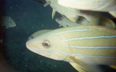 Lutjanus kasmira