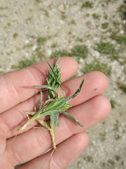 Sclerochloa dura