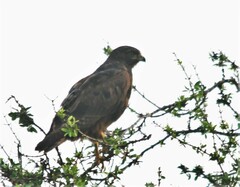 Buteo augur