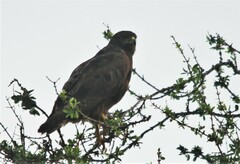 Buteo augur