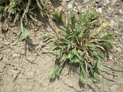 Sclerochloa dura
