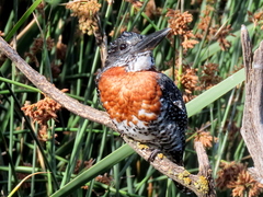 Megaceryle maxima maxima