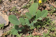 Sulla coronaria image