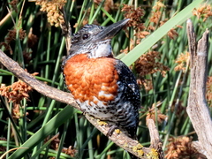 Megaceryle maxima maxima