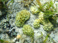 Palythoa tuberculosa