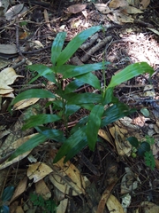 Flagellaria indica