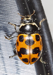 Ceratomegilla notata