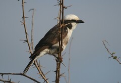 Eurocephalus ruppelli