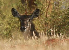 Kobus ellipsiprymnus
