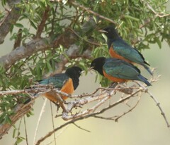 Lamprotornis superbus