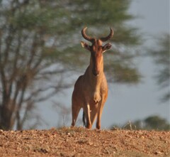 Alcelaphus buselaphus cokii