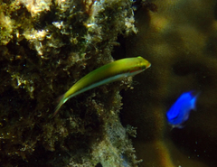 Halichoeres tenuispinis