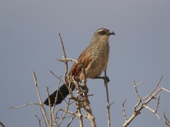 Centropus superciliosus