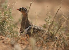 Pterocles decoratus