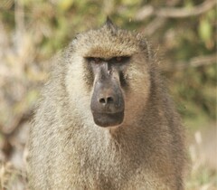Papio cynocephalus