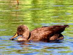 Anas platyrhynchos × undulata