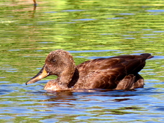 Anas platyrhynchos × undulata
