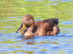 Anas platyrhynchos × undulata