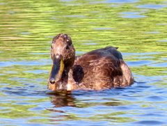 Anas platyrhynchos × undulata
