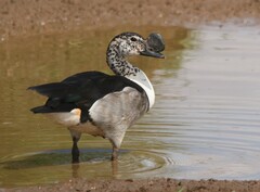 Sarkidiornis melanotos