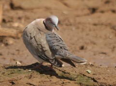 Streptopelia decipiens
