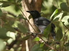 Laniarius funebris