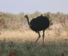 Struthio molybdophanes